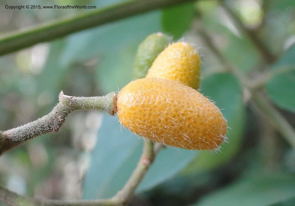 Micromelum Blume