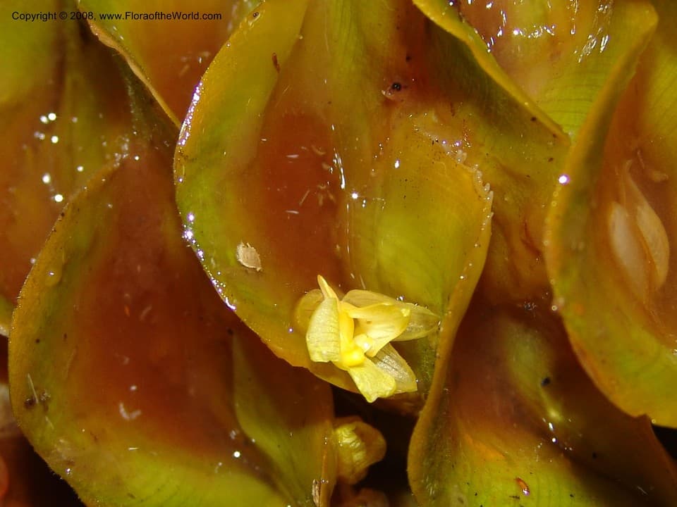 Calathea guzmanioides L.B.Sm. & Idrobo