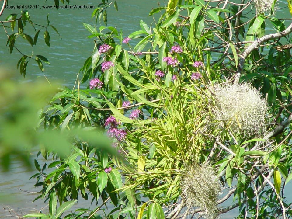 Epidendrum flexuosum G.Mey.