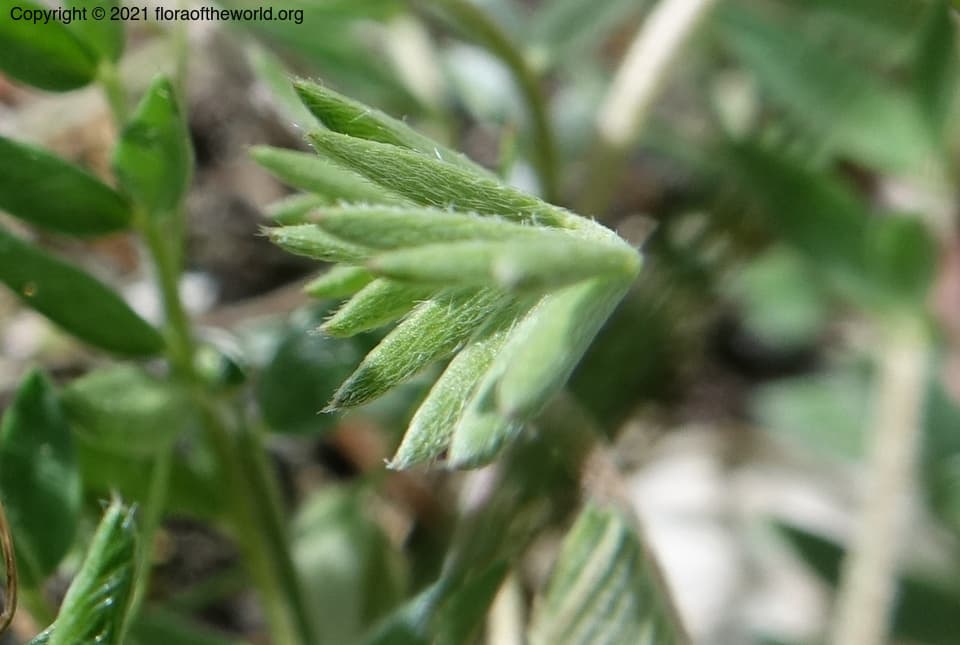 Oxytropis lapponica (Wahlenb.) J.Gay