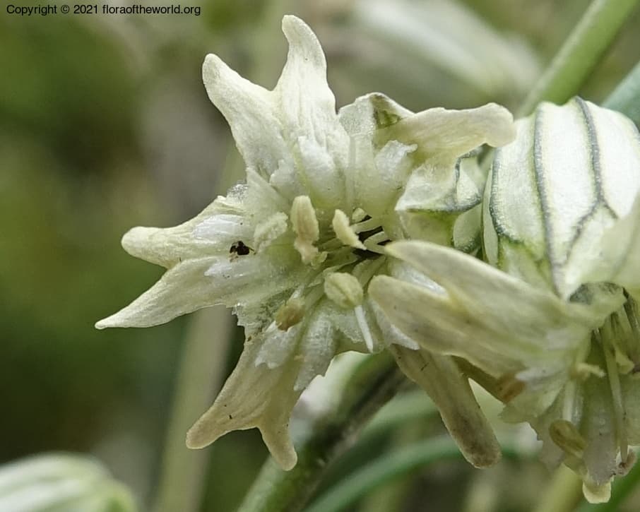 Silene gracilicaulis C.L.Tang