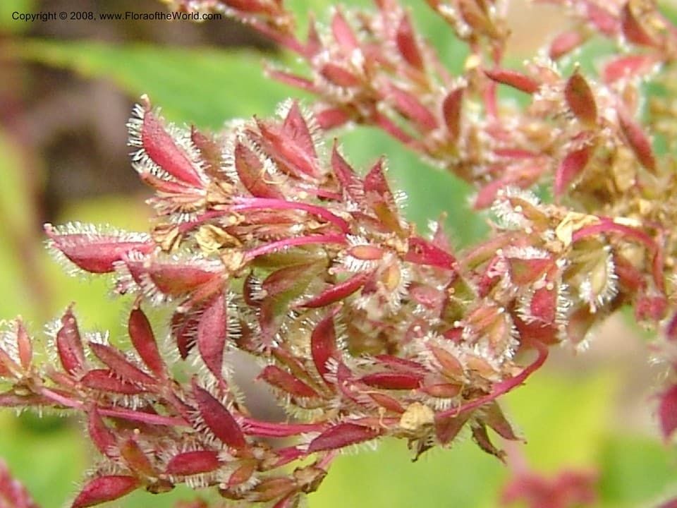 Filipendula glaberrima (Nakai) Nakai