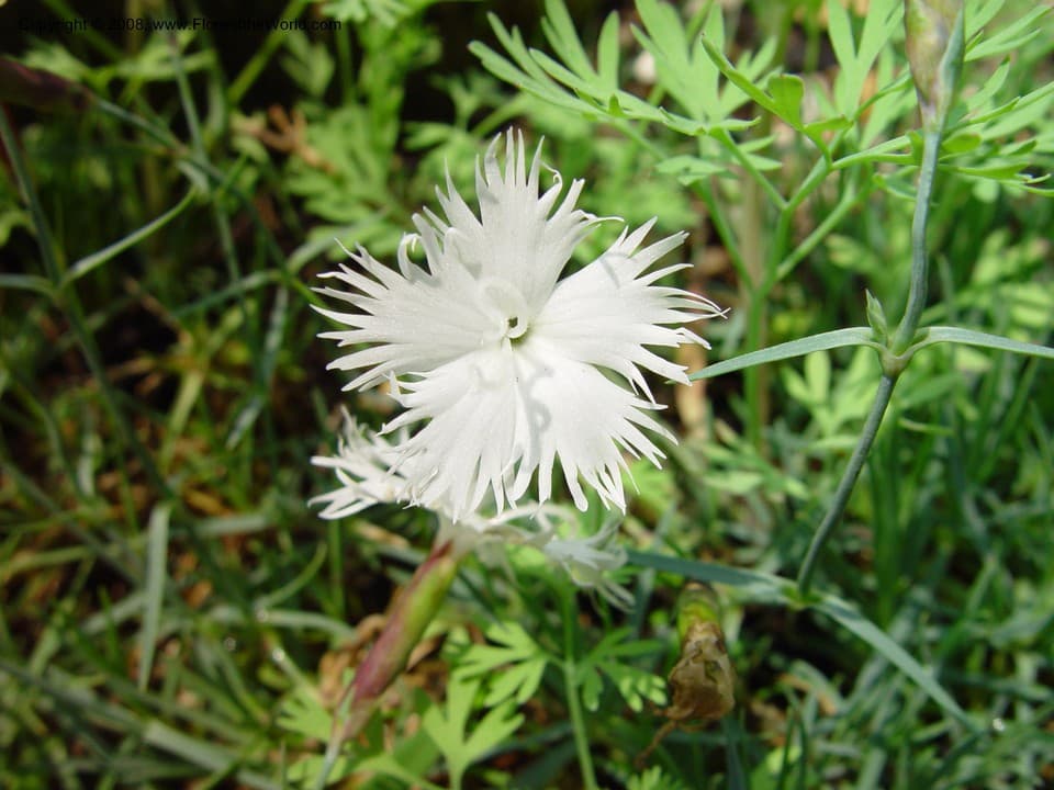 Caryophyllaceae Dianthus petraeus noeanus Waldst.