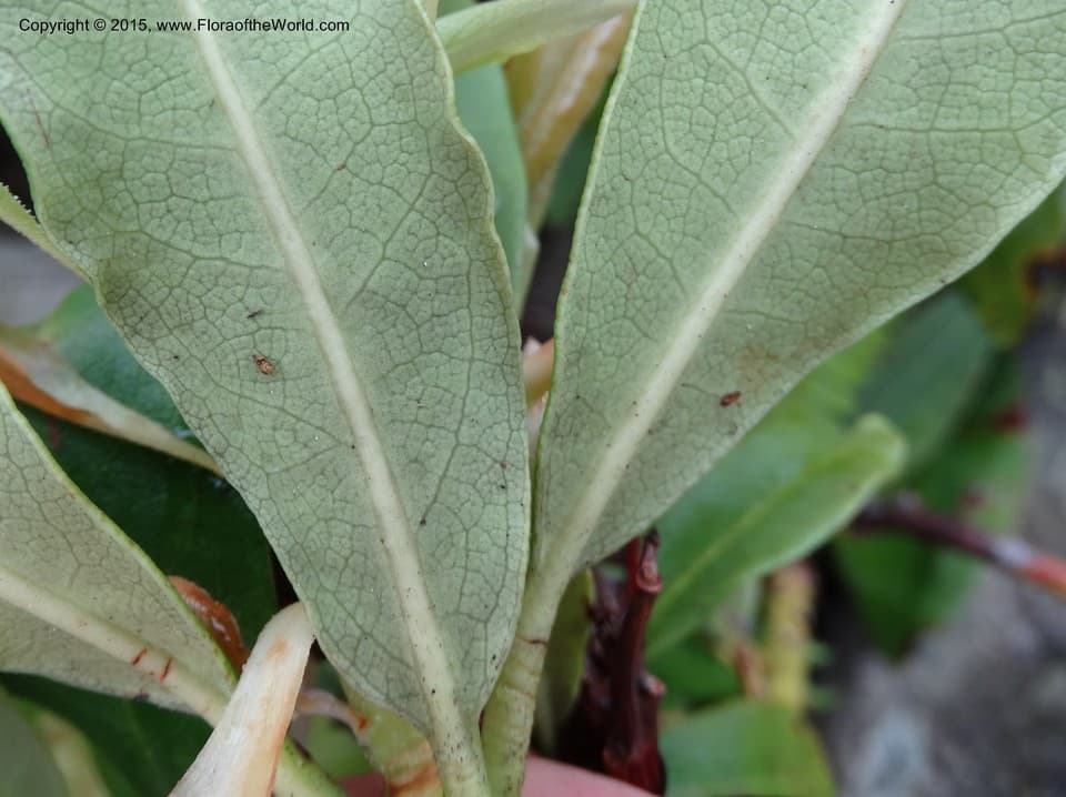 Ericaceae Rhododendron ponticum L.