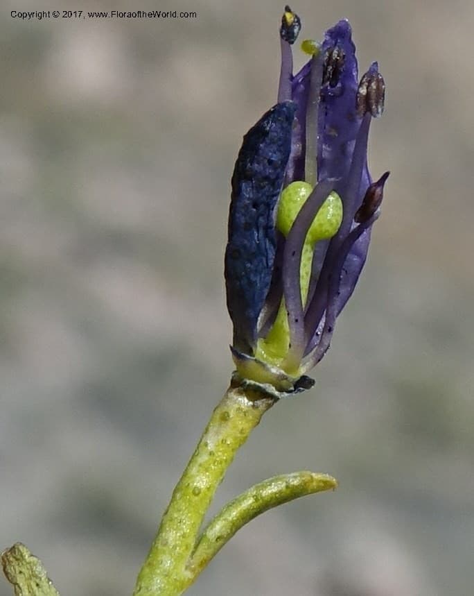 Thamnosma montana Torr. & Frém.