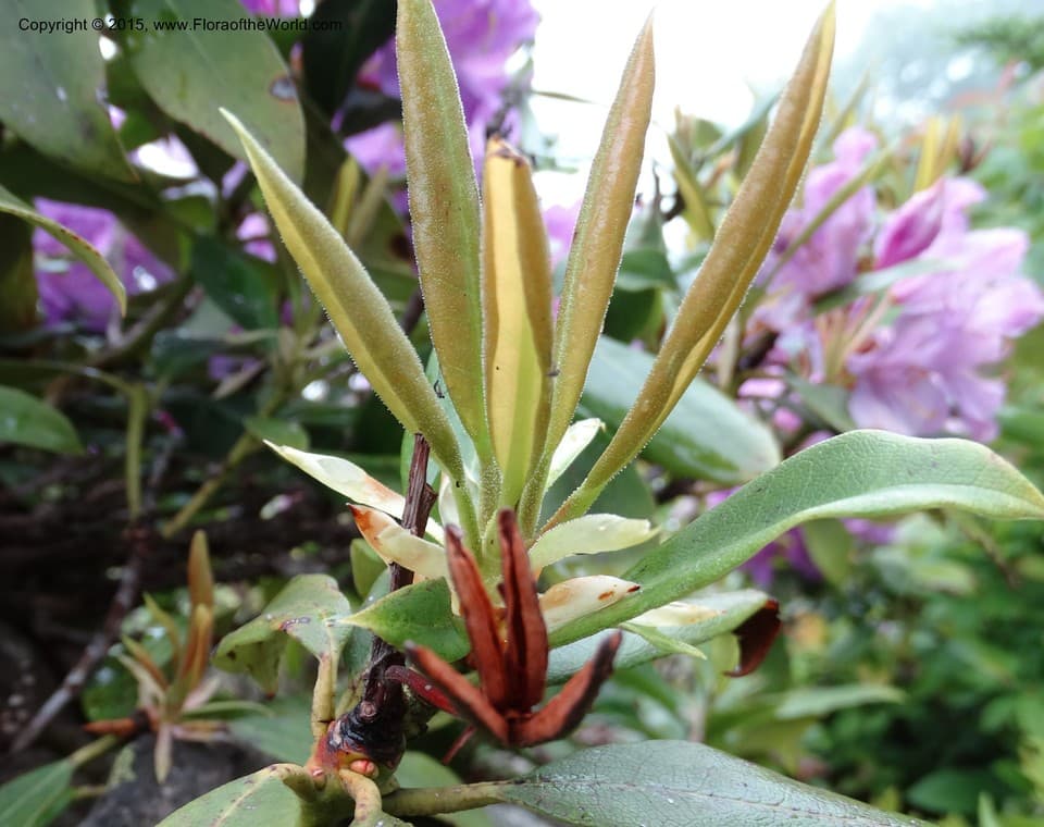 Ericaceae Rhododendron ponticum L.