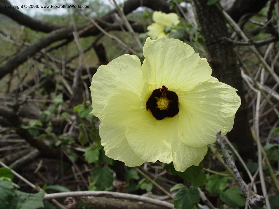 Hibiscus calyphyllus Cav.
