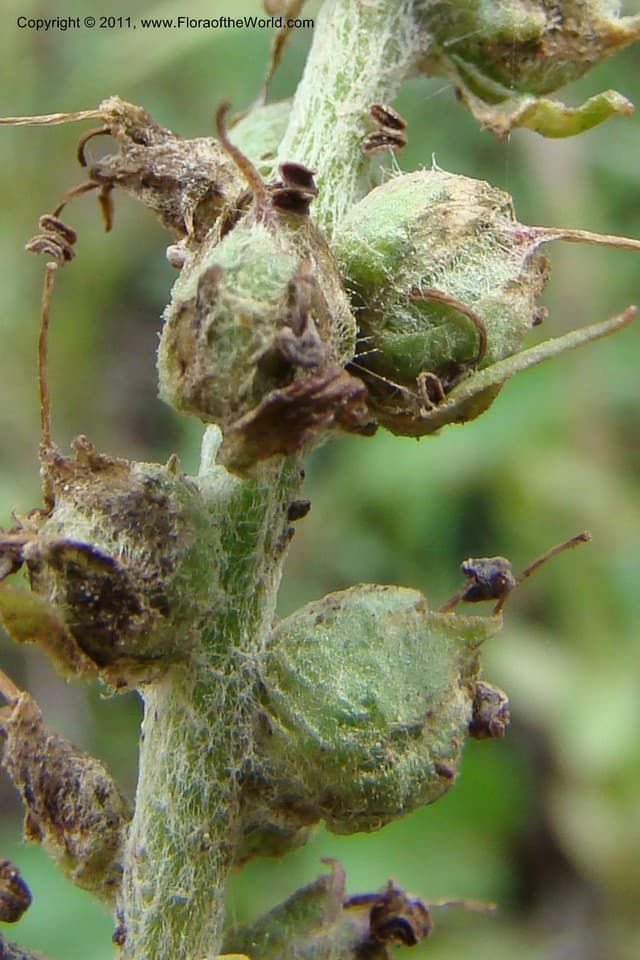 Plantaginaceae Besseya rubra (Douglas ex Hook.) Rydb.