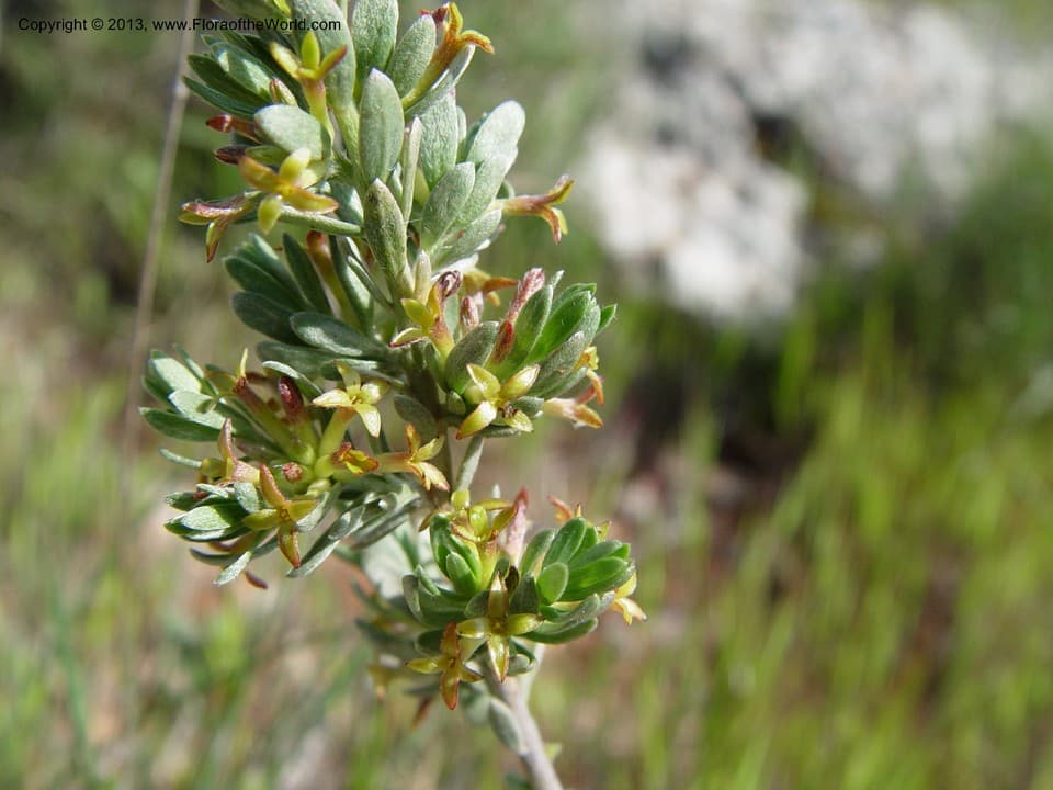 Thymelaeaceae Thymelaea argentata (Lam.) Pau