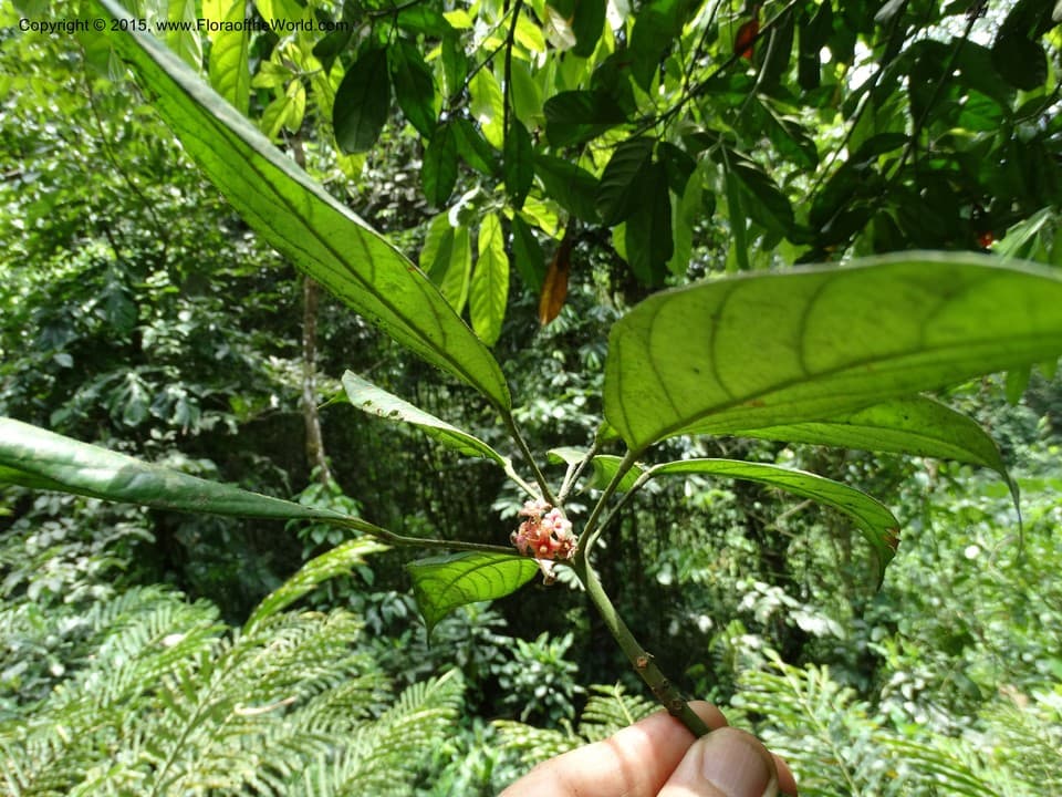 Malvaceae Cola verticillata (Thonn.) Stapf ex A. Chev.