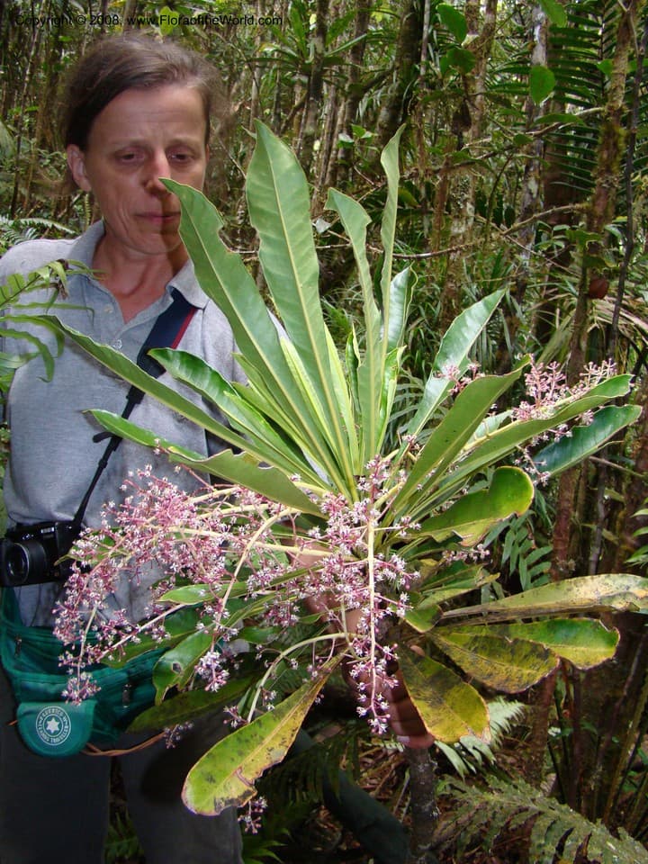 Phelline comosa Labill.