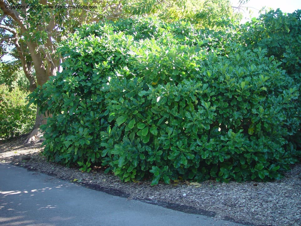 Fagraea ceilanica Thunb.