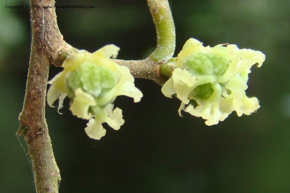 Discocarpus Klotzsch