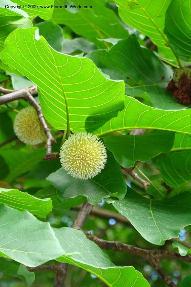 Rubiaceae Burttdavya nyasica Hoyle