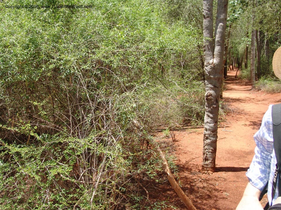 Secamone elliottii K.Schum.