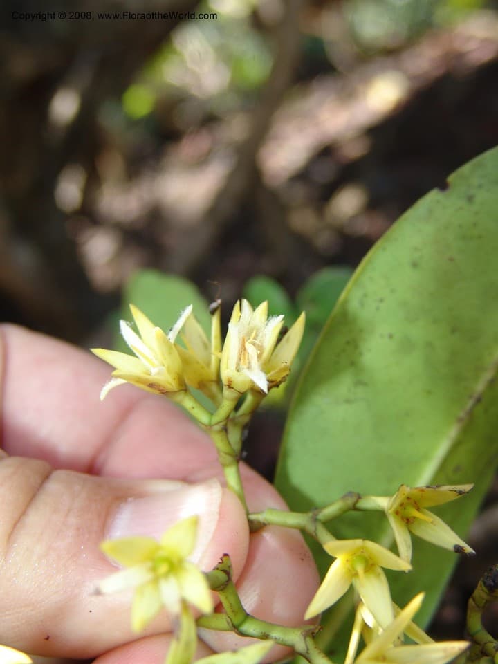 Rhizophoraceae Rhizophora racemosa G. Mey.
