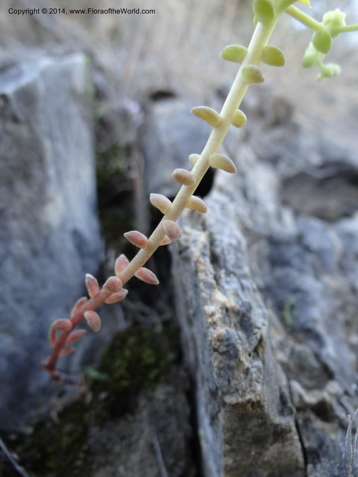 Sedum leibergii Britton