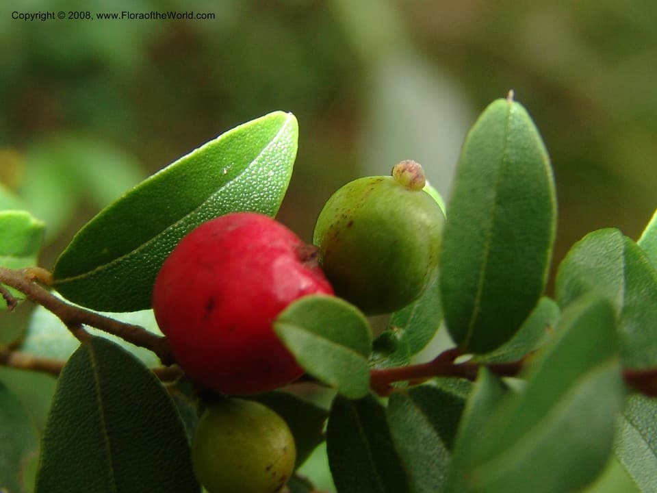 Cryptocarya wyliei Stapf