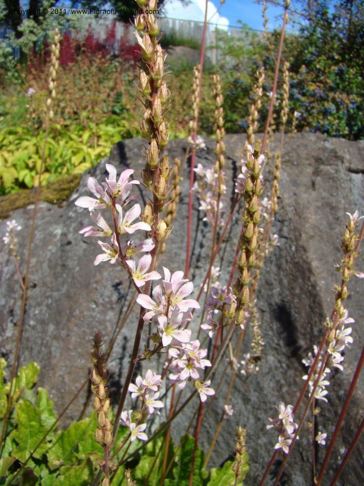 Francoa sonchifolia G.Lodd., 1832