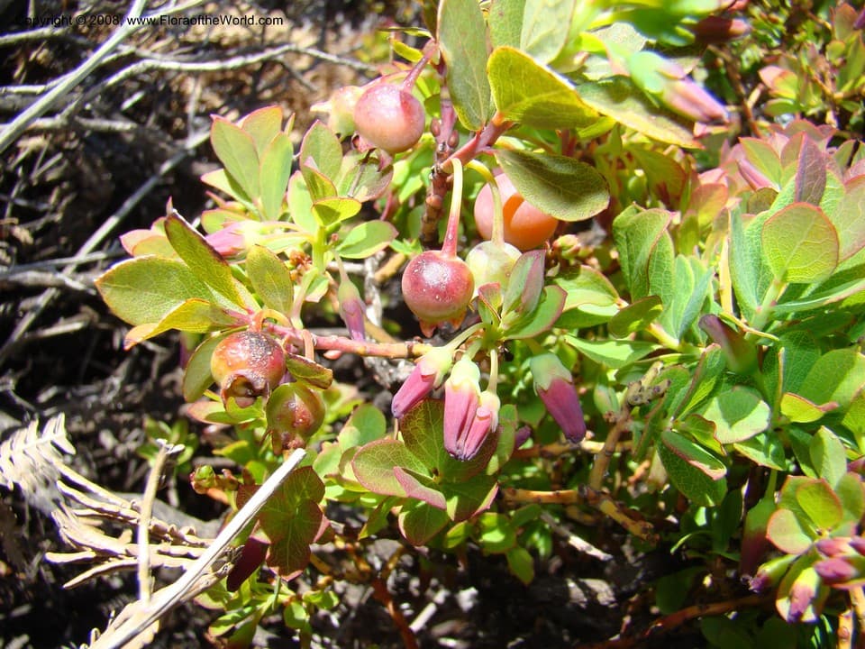 Vaccinium reticulatum Sm.