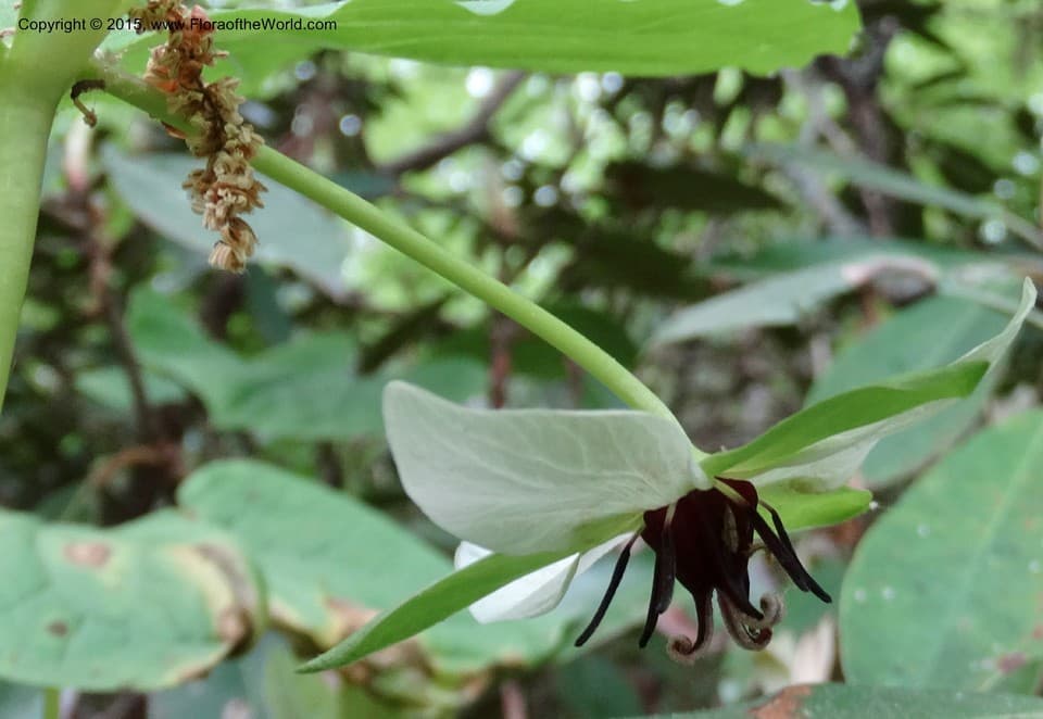 Trillium rugelii Rendle