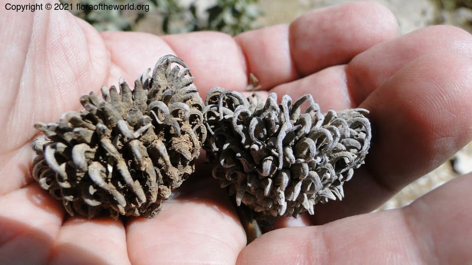 Fagaceae Quercus ithaburensis macrolepis Decne. ex Decne.