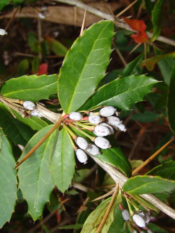 Berberis pruinosa Franch.