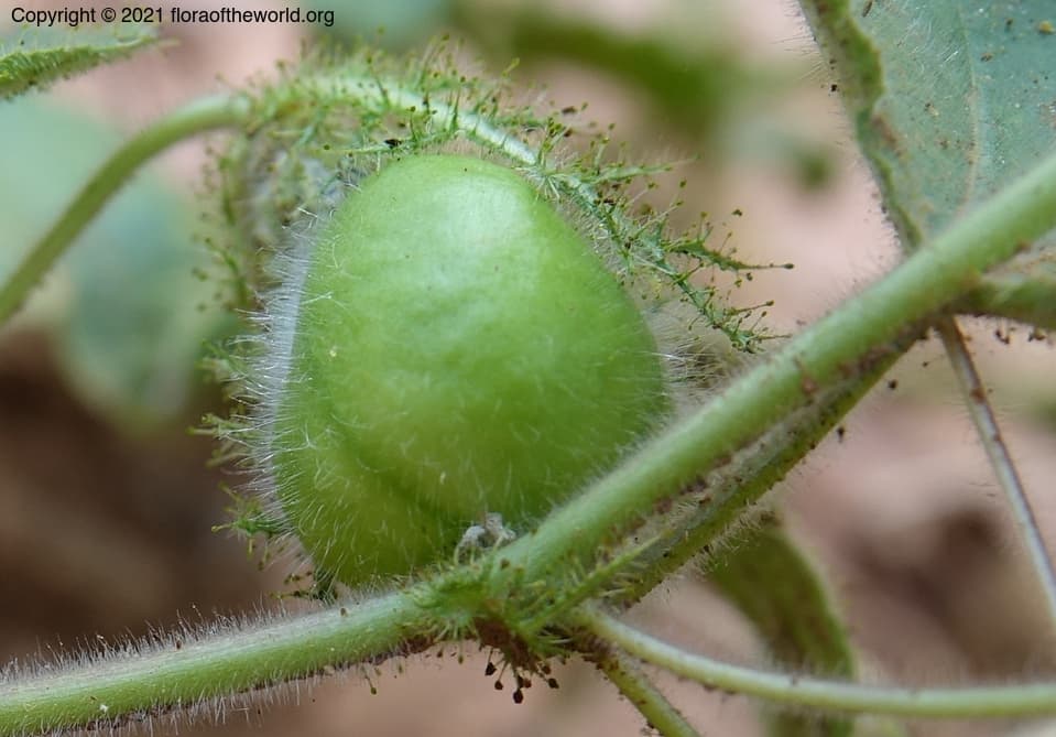 Passiflora foetida L.