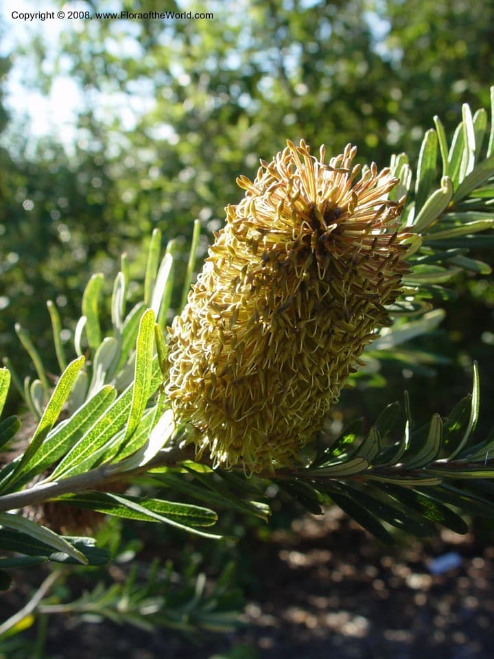 Banksia marginata Cav.