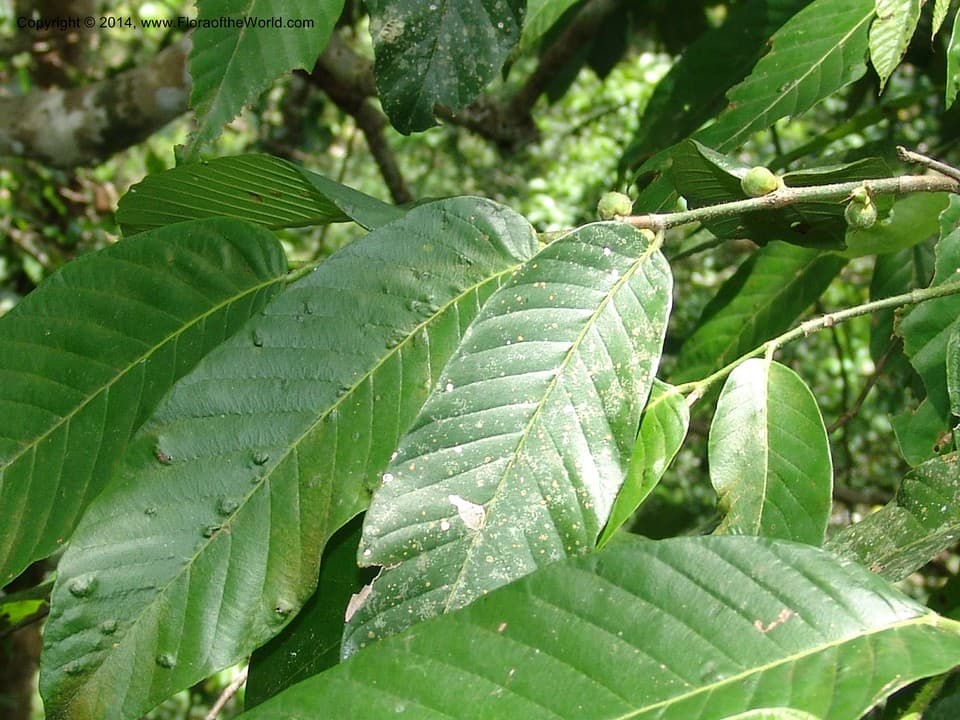 Pseudolmedia Trécul