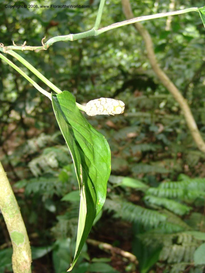 Araceae Monstera