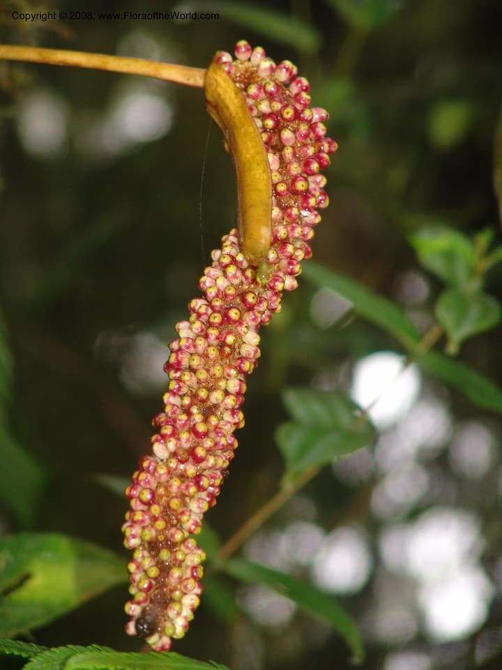 Anthurium longicuspidatum Engl.