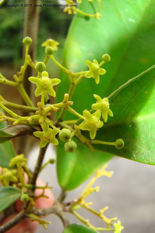 Salacia opacifolia (J.F.Macbr.) A.C.Sm.