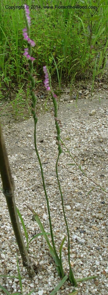 Spiranthes sinensis (Pers.) Ames