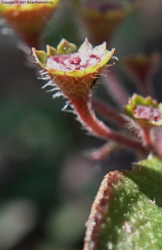 Pomax umbellata (Gaertn.) Sol. ex A.Rich.