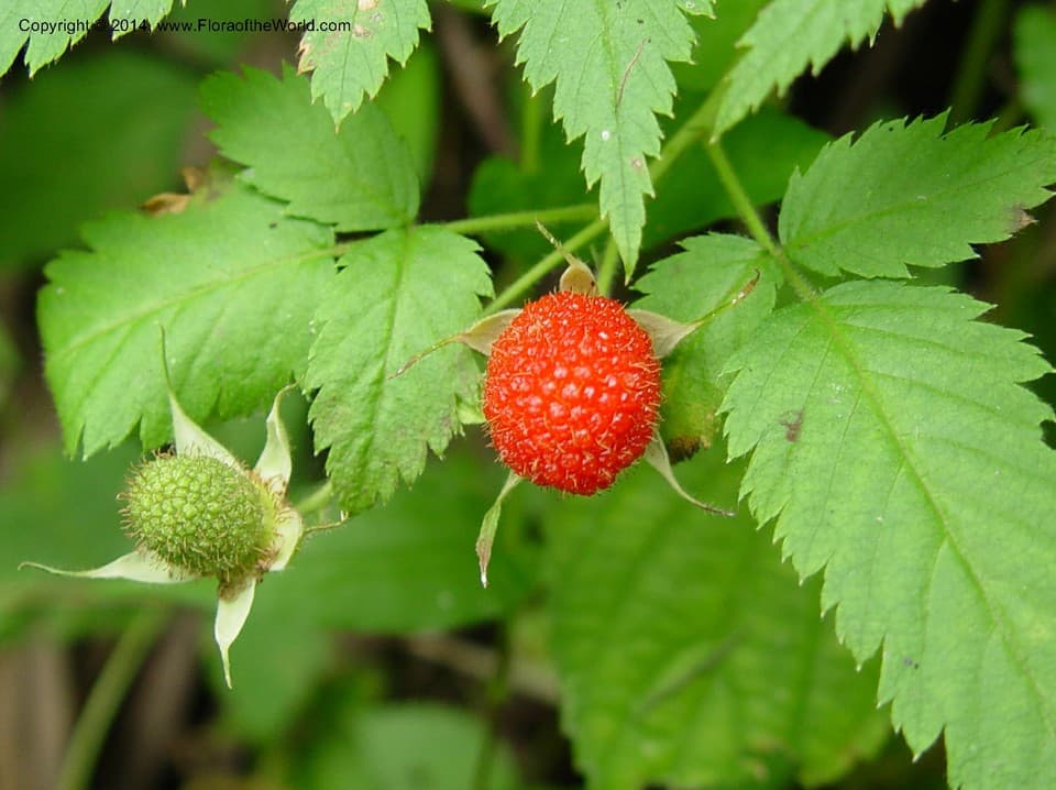 Rubus pinnatus Willd.