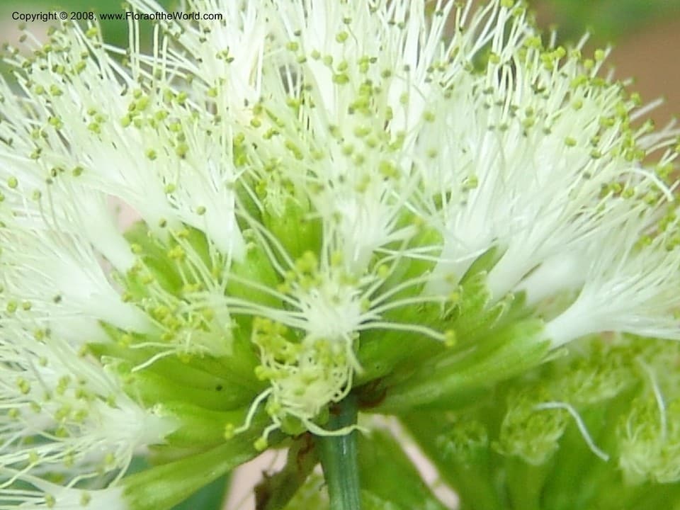 Chloroleucon tenuiflorum (Benth.) Barneby & J.W.Grimes