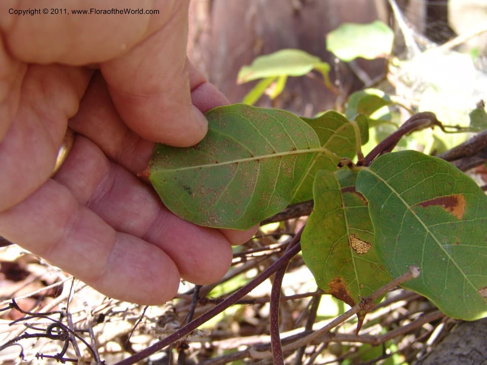 Combretum macrocalyx (Tul.) Jongkind