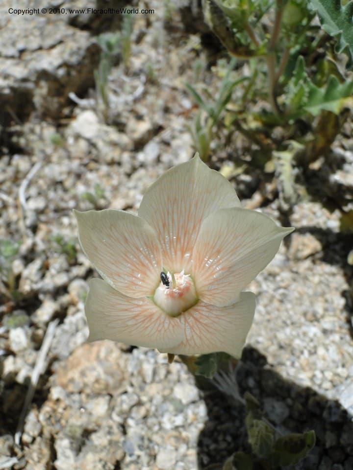 Loasaceae Mentzelia involucrata S. Watson