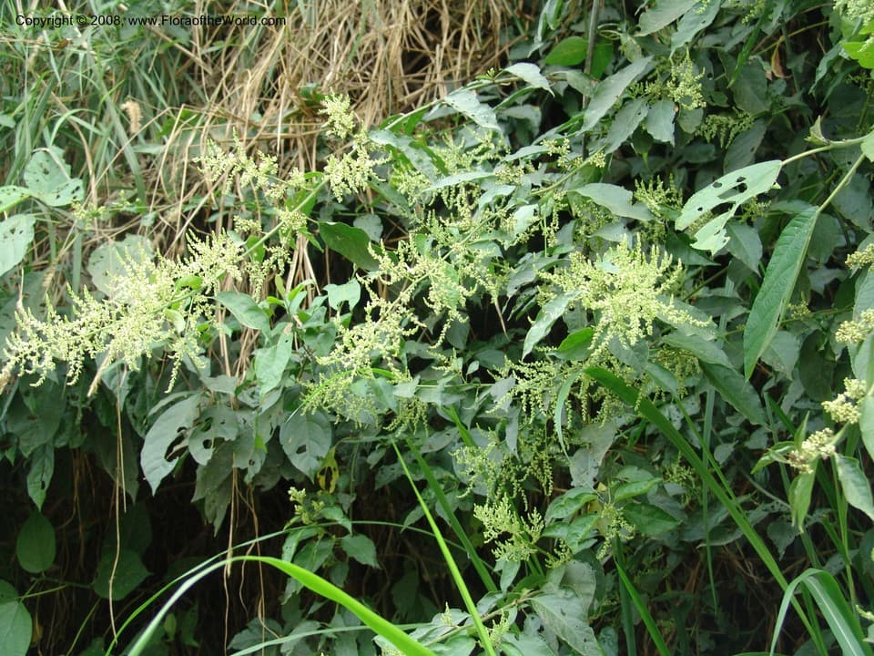Amaranthaceae Chamissoa altissima (Jacq.) Kunth