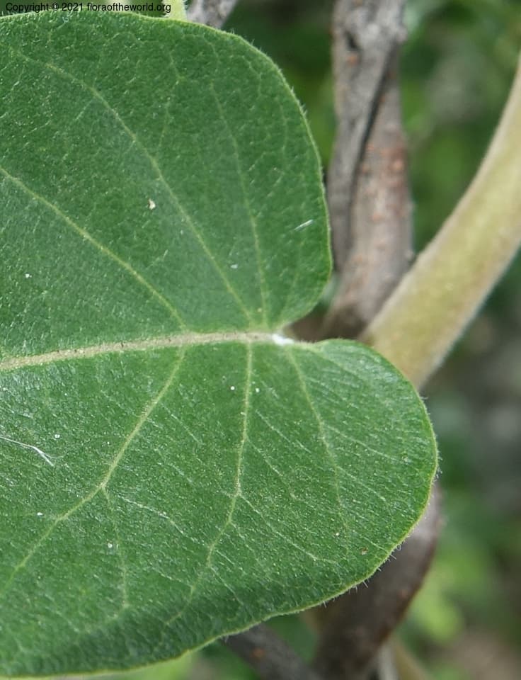 Tacazzea apiculata Oliv.