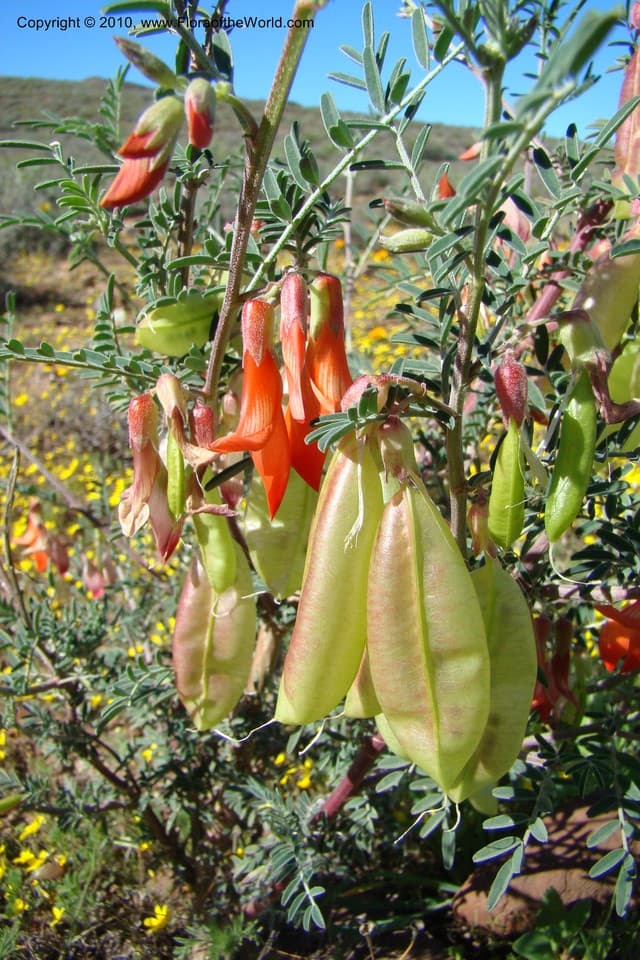 Lessertia frutescens (L.) Goldblatt & J.C.Manning