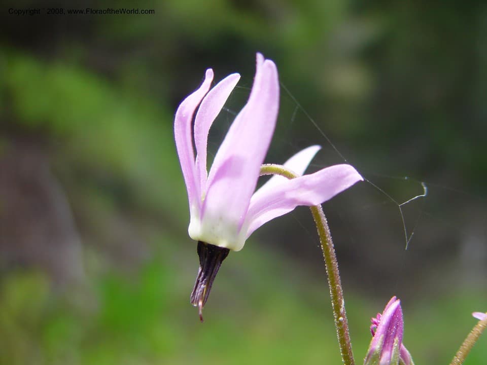 Primulaceae Dodecatheon jeffreyi Van Houtte