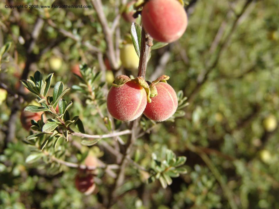 Ebenaceae Diospyros austroafricana De Winter