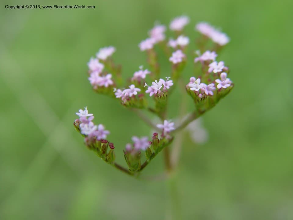 Centranthus calcitrapae (L.) Dufr.