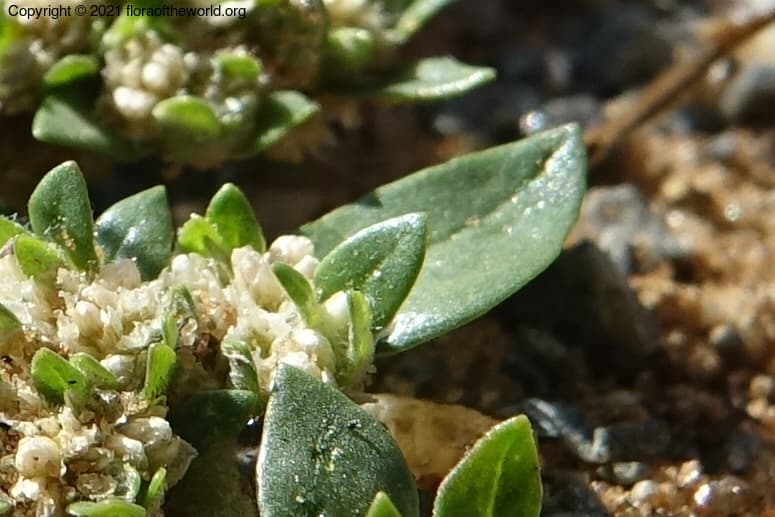 Amaranthaceae Guilleminea densa (Humb. & Bonpl. ex Schult.) Moq.