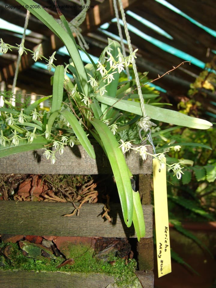 Orchidaceae Cribbia brachyceras (Summerh.) Senghas