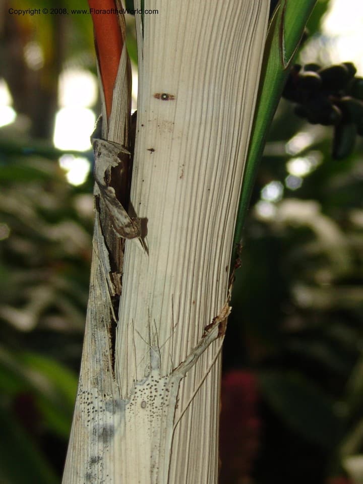 Chamaedorea linearis (Ruiz & Pav.) Mart.