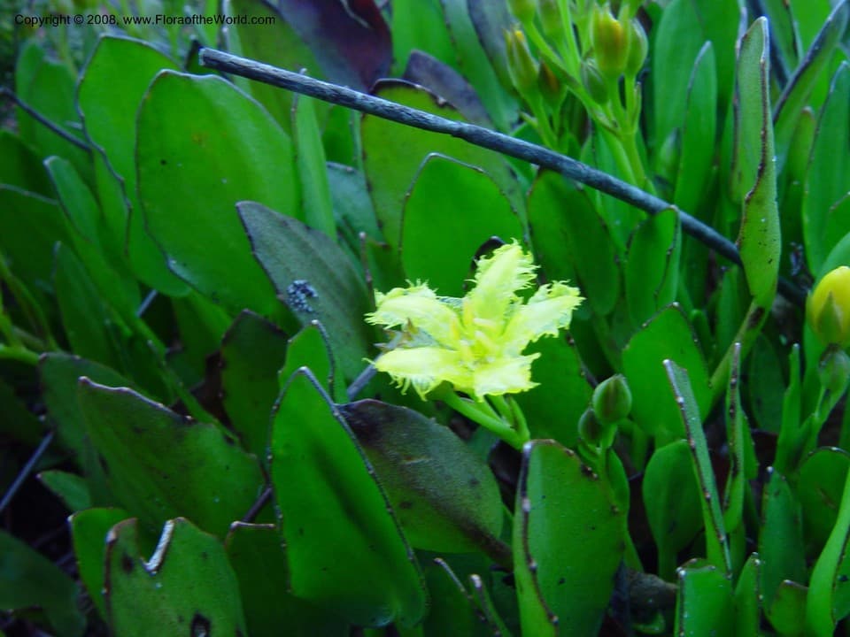 Villarsia capensis (Houtt.) Merr.