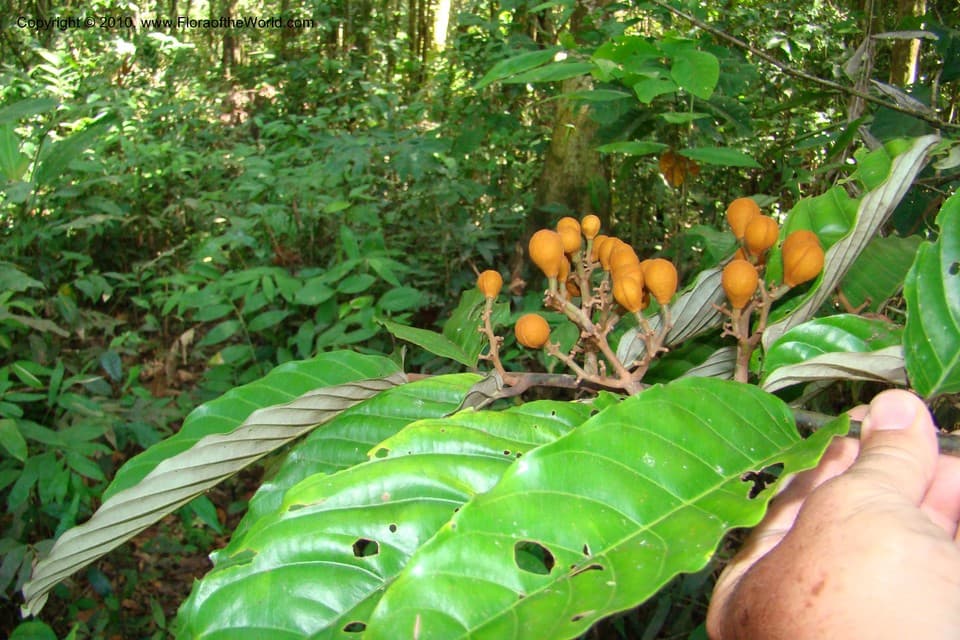 Virola pavonis (A.DC.) A.C.Sm.